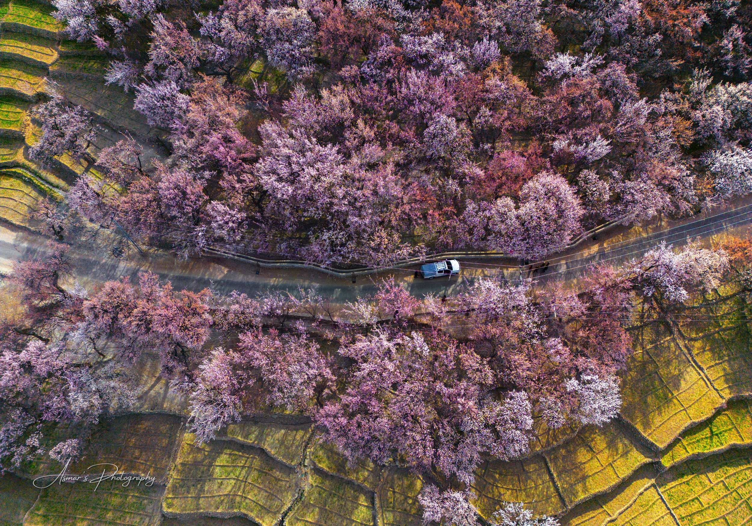 Valley in Bloom, Machlu, Ghanche, Baltistan — fine-art landscape photograph by Asmar Hussain