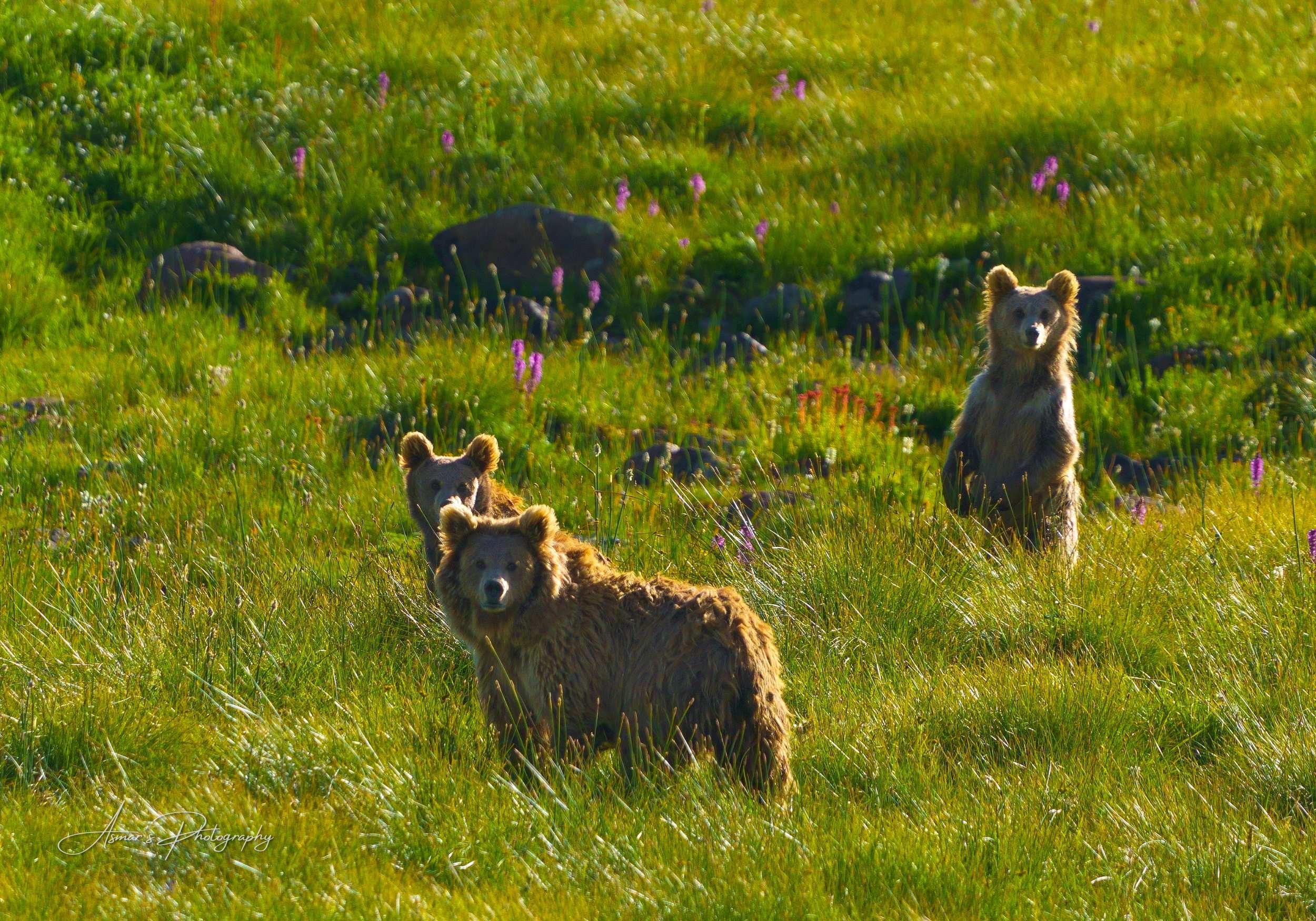 Brown Bears, Deosai, Deosai National Park — fine-art landscape photograph by Asmar Hussain