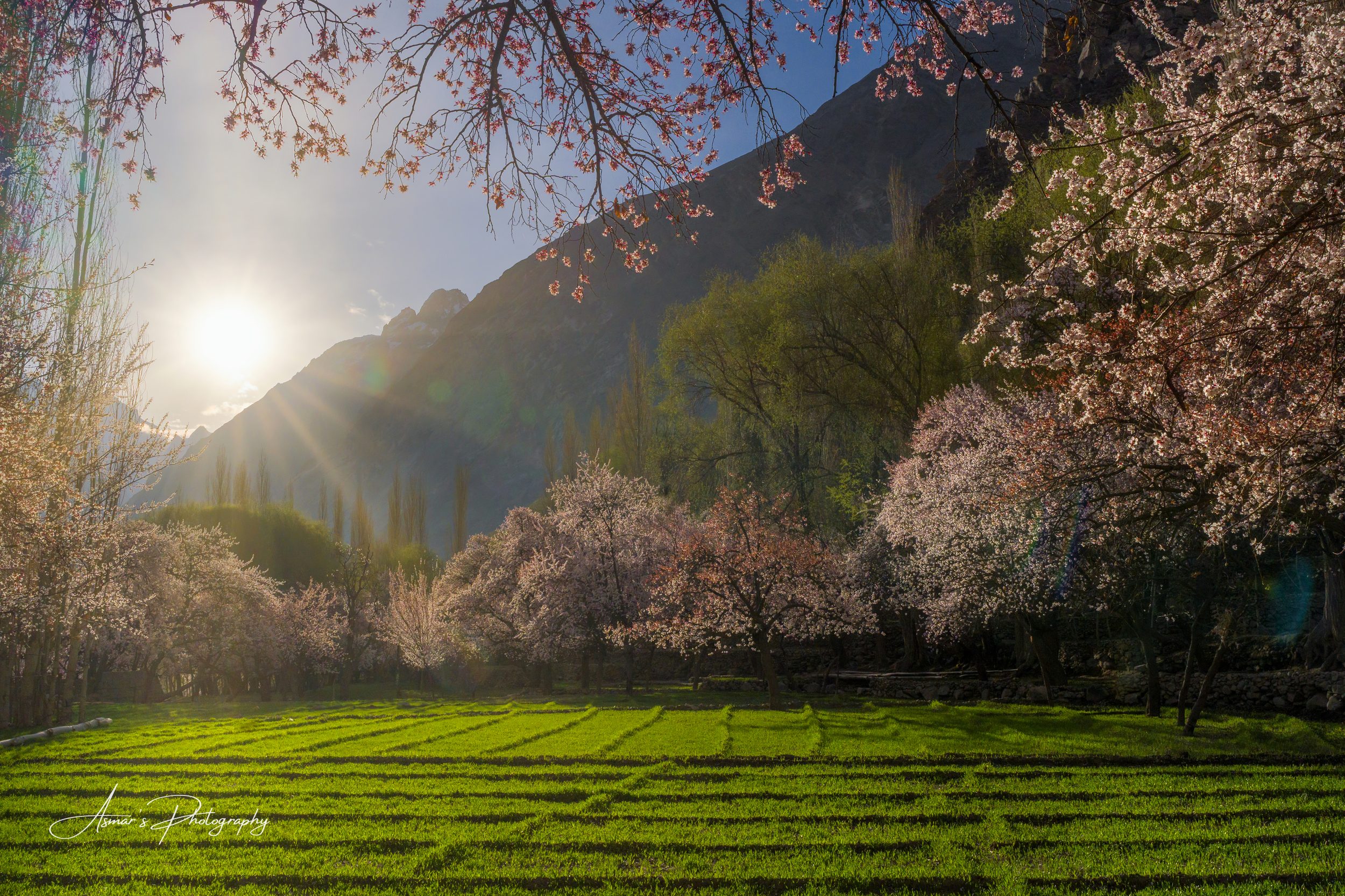 Spring Blossoms, Gulshan-e-Kabir — fine-art landscape photograph by Asmar Hussain