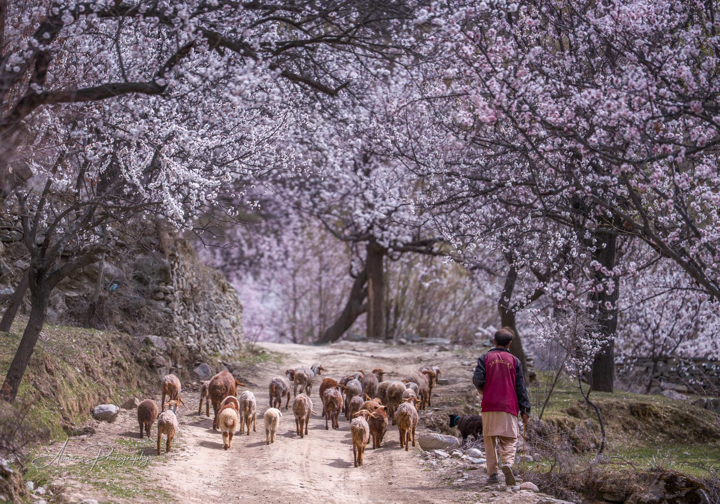Spring Herding, Hunza, Gilgit-Baltistan — fine-art landscape photograph by Asmar Hussain