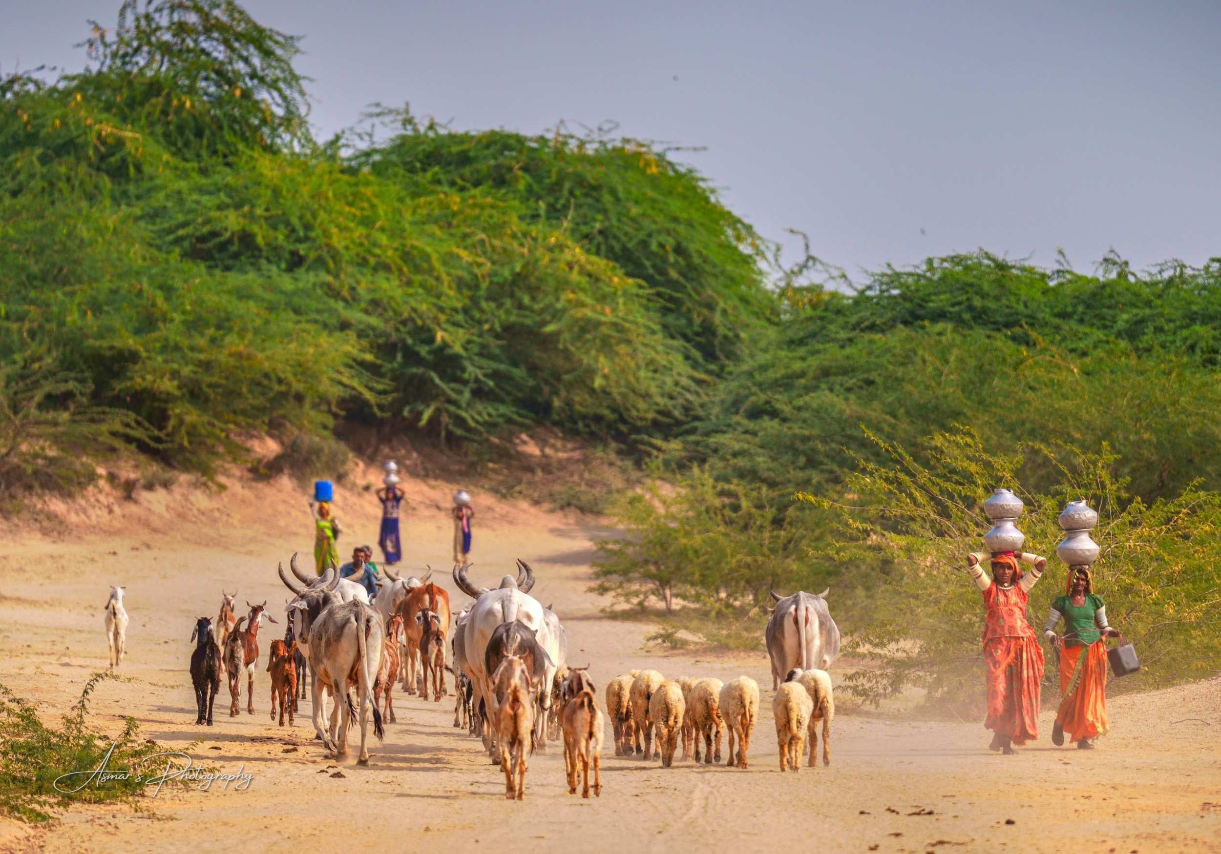 The Daily Walk, Thar Desert, Sindh — fine-art landscape photograph by Asmar Hussain
